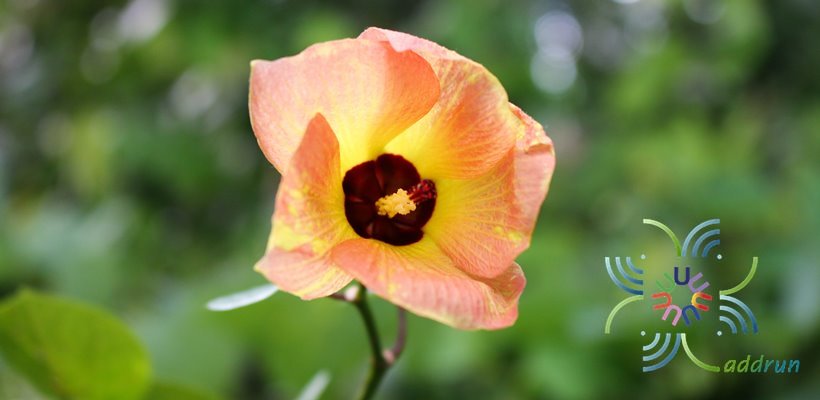 โพทะเลแคระ Thespesia populnea (L.) Sol. ex Corrêa