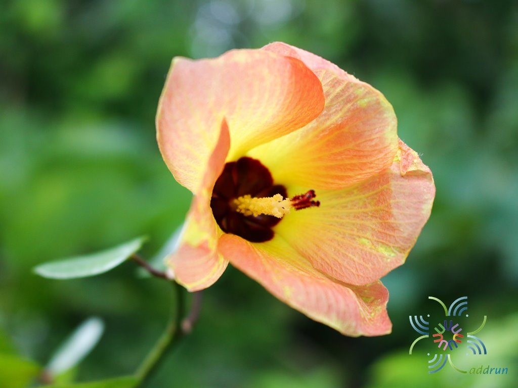 โพทะเลแคระ Thespesia populnea (L.) Sol. ex Corrêa