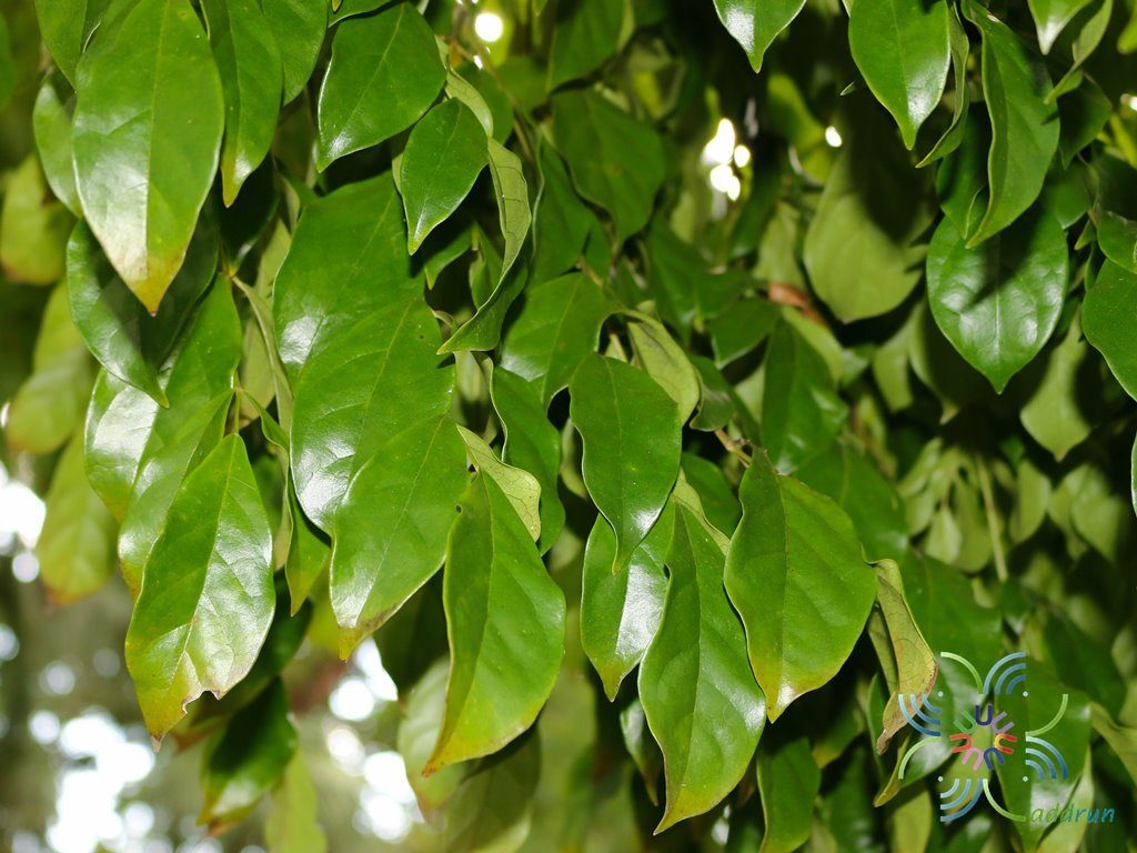 ปีบทอง Radermachera hainanensis Merr.