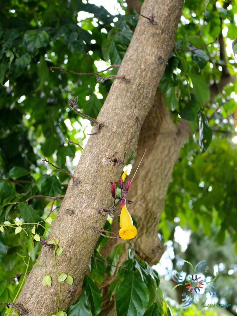 ปีบทอง Radermachera hainanensis Merr.