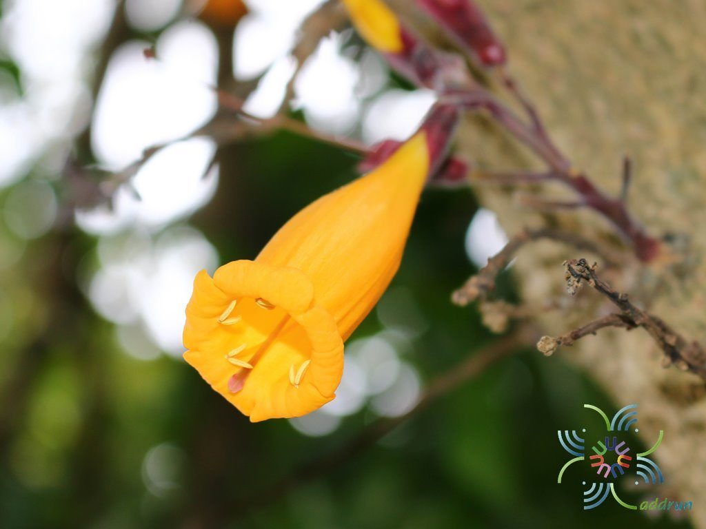 ปีบทอง Radermachera hainanensis Merr.