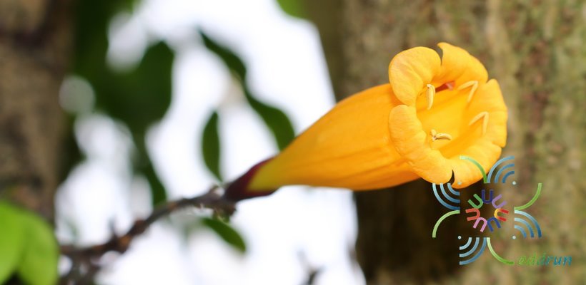ปีบทอง Radermachera hainanensis Merr.