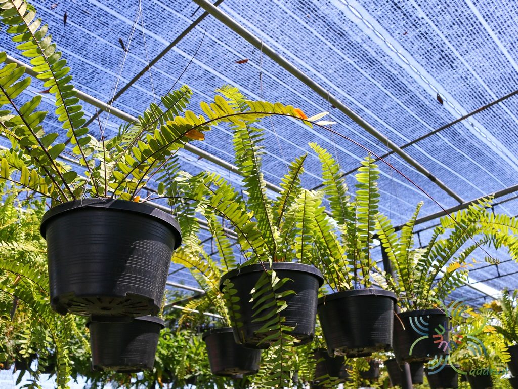 เฟินใบมะขามบริพัฒน์ Nephrolepis sp. cultivar