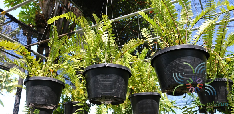 เฟินใบมะขามบริพัฒน์ Nephrolepis sp. cultivar