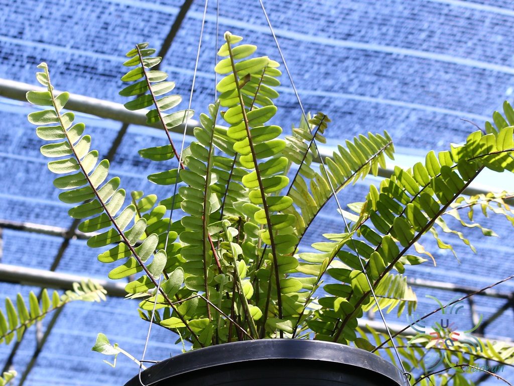 เฟินใบมะขามบริพัฒน์ Nephrolepis sp. cultivar