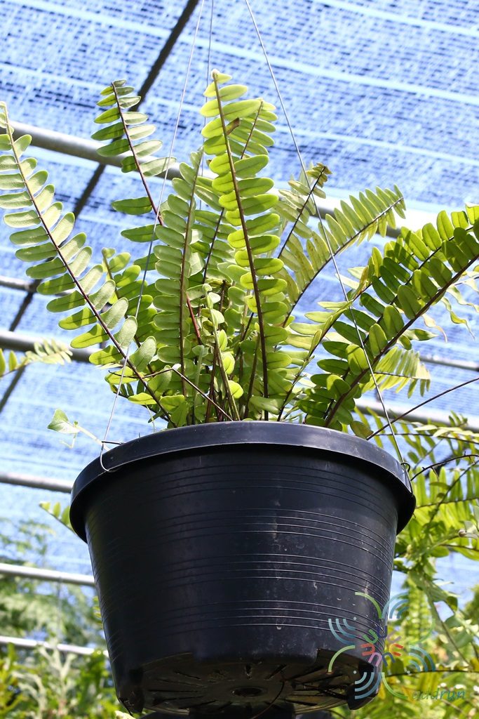 เฟินใบมะขามบริพัฒน์ Nephrolepis sp. cultivar