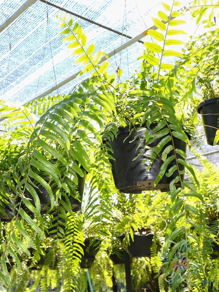 เฟินใบมะขามสไบนาง Nephrolepis sp. cultivar