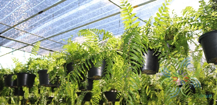 เฟินใบมะขามสไบนาง Nephrolepis sp. cultivar