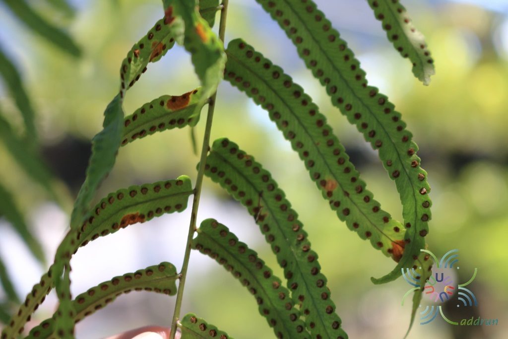 เฟินใบมะขามสไบนาง Nephrolepis sp. cultivar