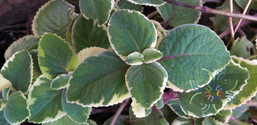 หูเสือด่าง Plectranthus amboinicus 'Variegatus'