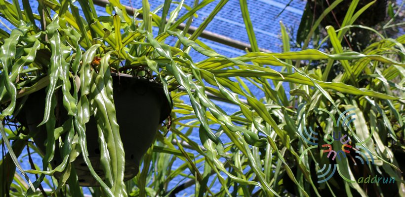 เฟินสะโมงใบคลื่น Pyrrosia longifolia (Burm.f.) Morton cv. Wavy