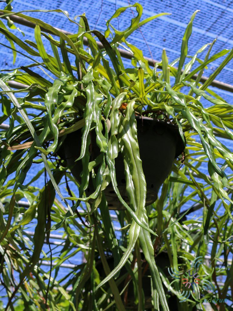 เฟินสะโมงใบคลื่น Pyrrosia longifolia (Burm.f.) Morton cv. Wavy