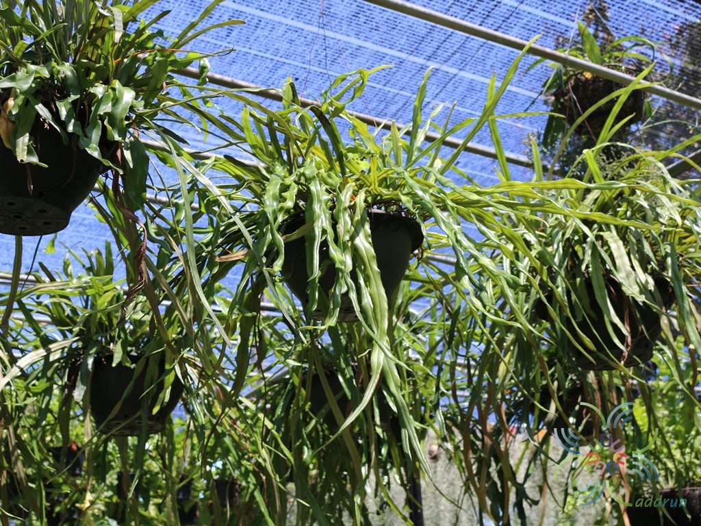 เฟินสะโมงใบคลื่น Pyrrosia longifolia (Burm.f.) Morton cv. Wavy