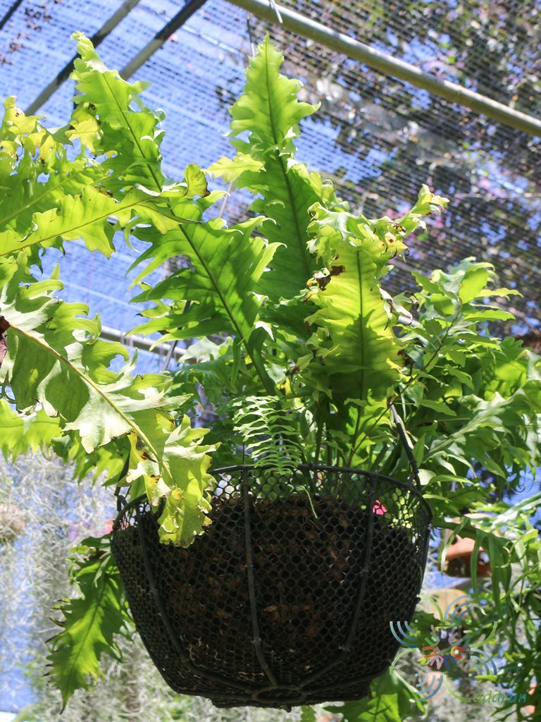 เฟินขนนก #2 Microsorum punctatum (L.) Copel