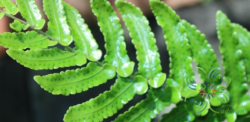 เฟินใบมะขาม #5 Cyclopeltis sp.