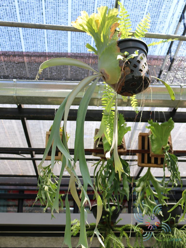 เฟินชายผ้าสีดา #1 Platycerium willinckii T. Moore