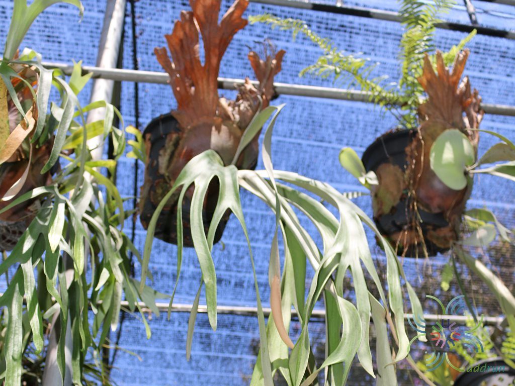 เฟินชายผ้าสีดา #1 Platycerium willinckii T. Moore
