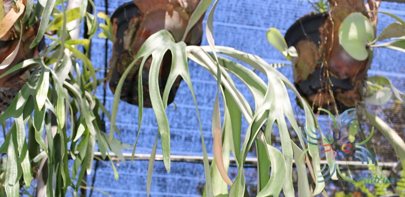 เฟินชายผ้าสีดา #1 Platycerium willinckii T. Moore