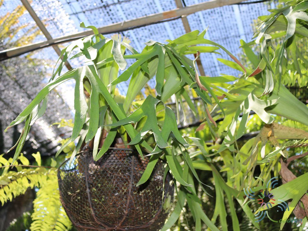 เฟินชายผ้าสีดา #2 Platycerium bifurcatum (Cavanilles) C.Chr