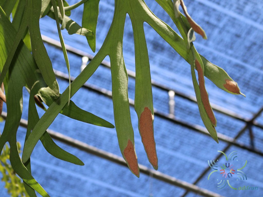 เฟินชายผ้าสีดา #2 Platycerium bifurcatum (Cavanilles) C.Chr