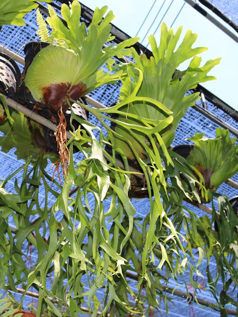 เฟินชายผ้าสีดา #3 Platycerium coronarium (J.Koenig ex O.F.Müll.) Desv