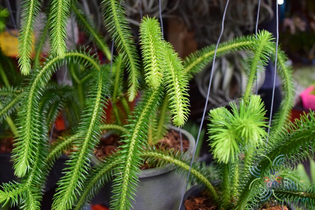 หางสิงห์ Huperzia squarrosa (G. Forst.) Trevis.