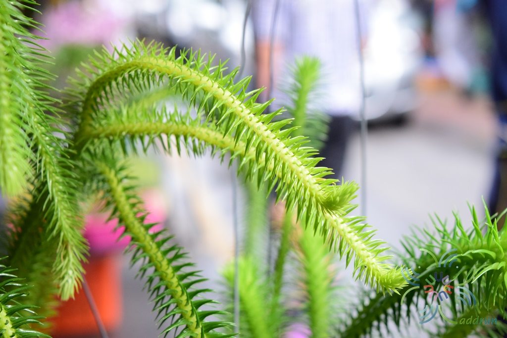 หางสิงห์ Huperzia squarrosa (G. Forst.) Trevis.