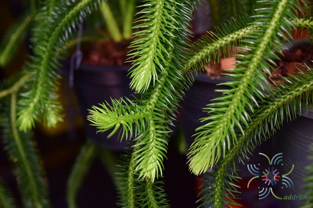 หางสิงห์ Huperzia squarrosa (G. Forst.) Trevis.