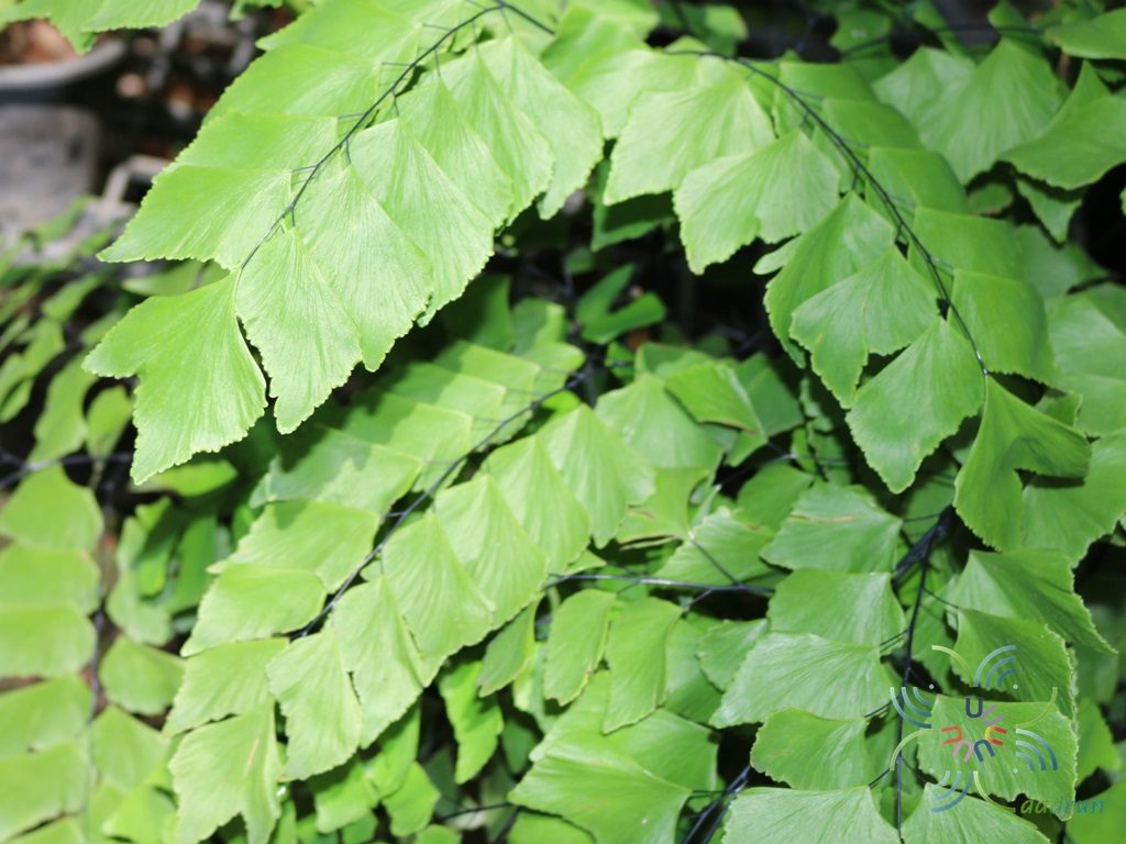 เฟินก้านดำเปรู Adiantum peruvianum Klotzsch