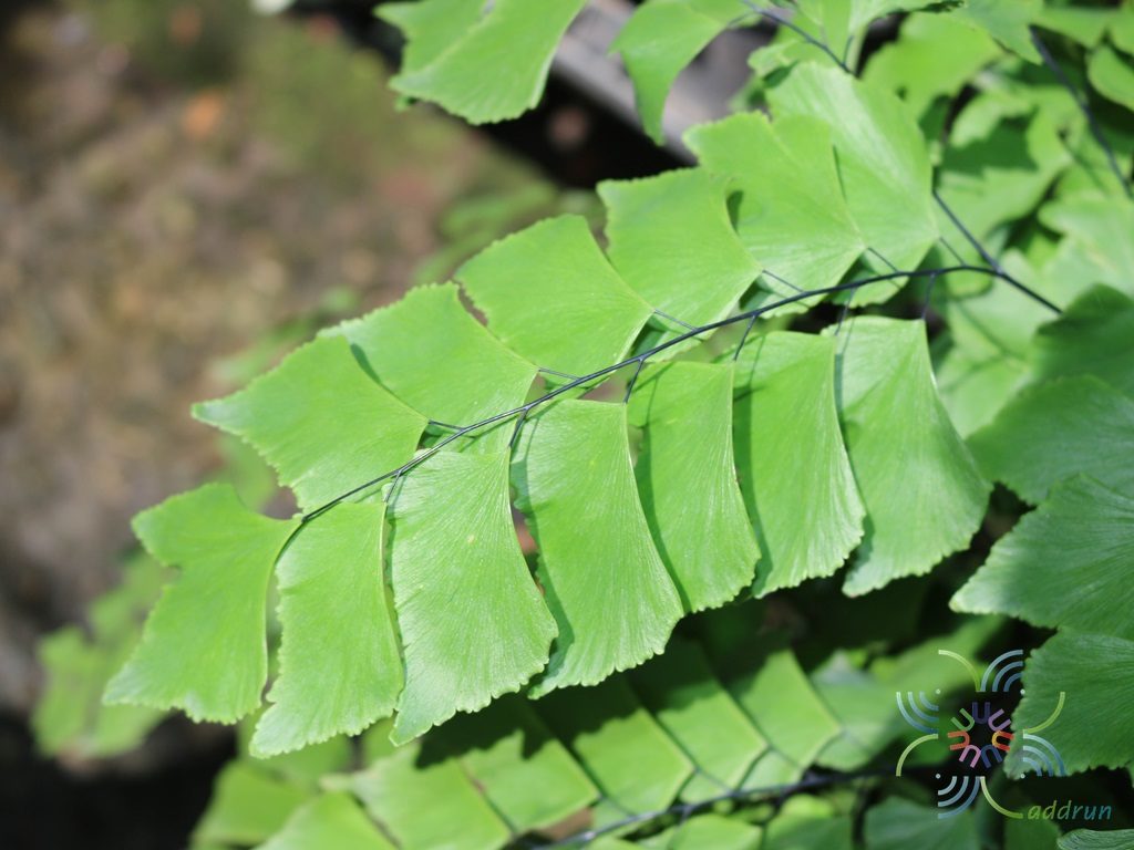 เฟินก้านดำเปรู Adiantum peruvianum Klotzsch