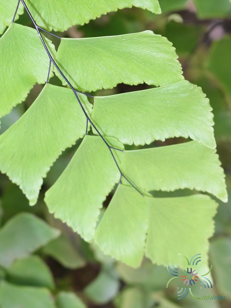 เฟินก้านดำเปรู Adiantum peruvianum Klotzsch
