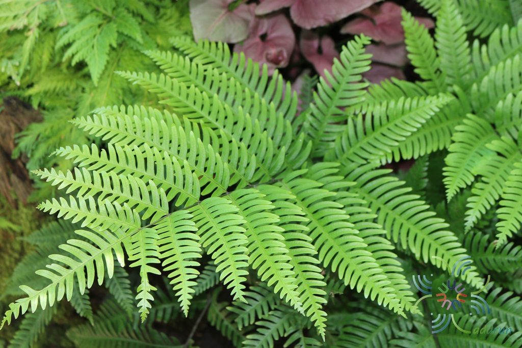Pteris #1 Pteris sp.