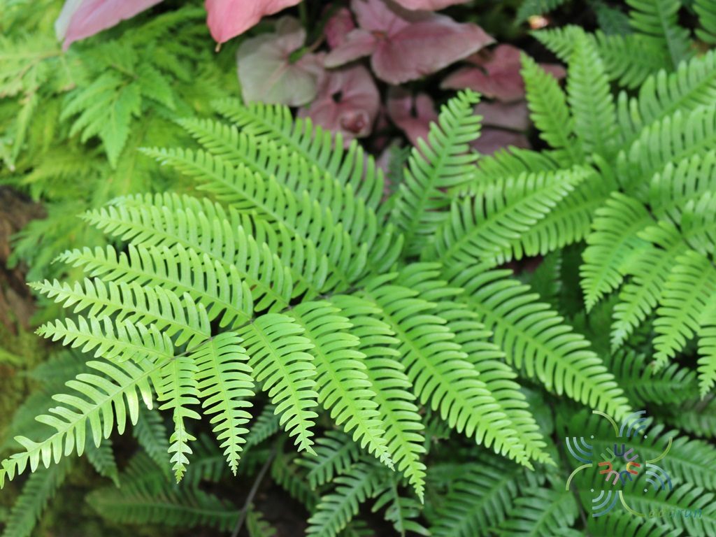 Pteris #1 Pteris sp.