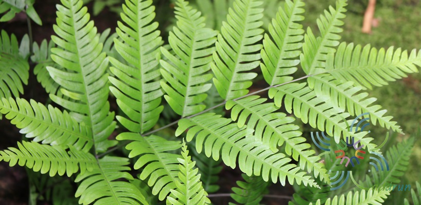 Pteris #1 Pteris sp.