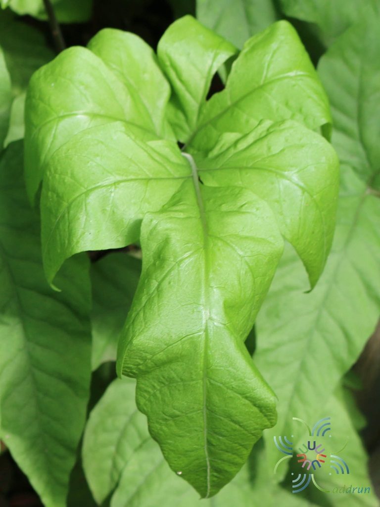กูดกบ Pleocnemia irregularis (C.Presl) Holttum