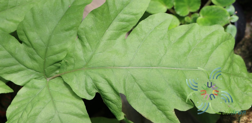 กูดกบ Pleocnemia irregularis (C.Presl) Holttum