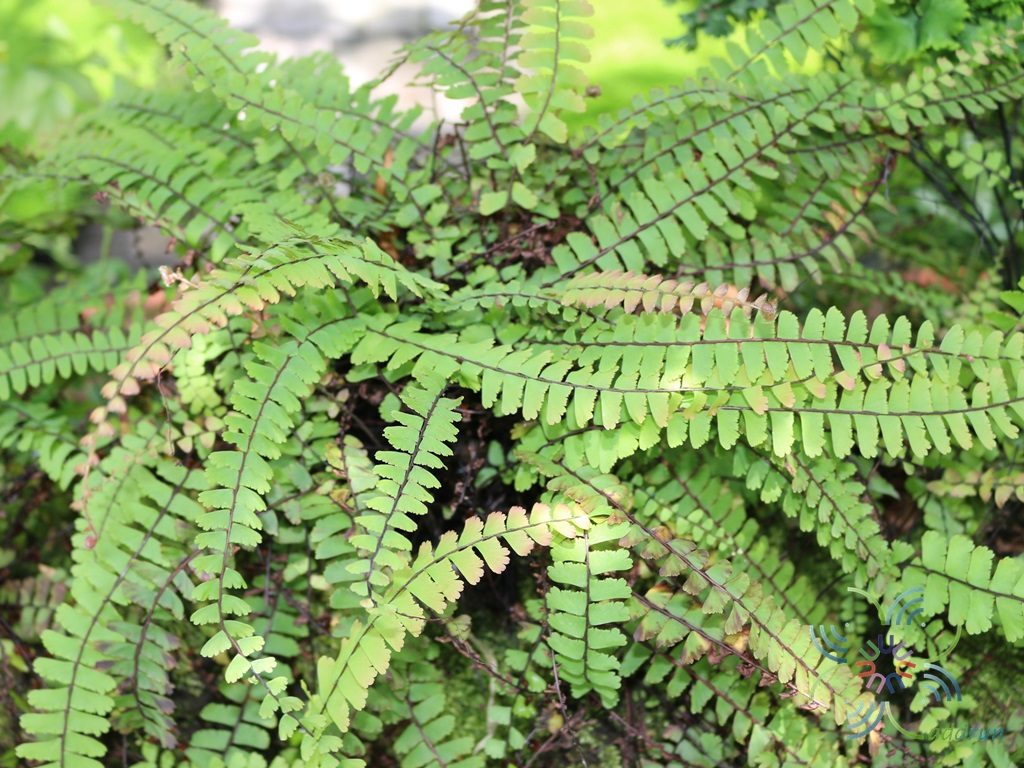 เฟินก้านดำหางนาคบก Adiantum caudatum L.