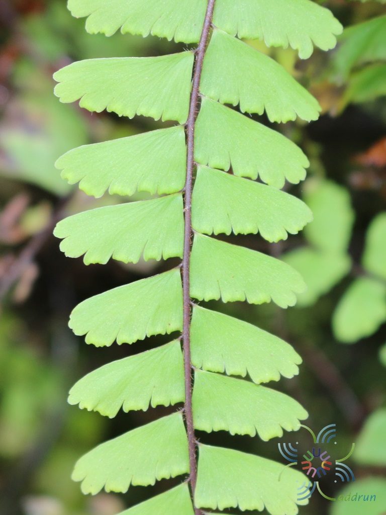 เฟินก้านดำหางนาคบก Adiantum caudatum L.
