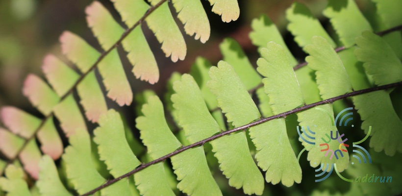 เฟินก้านดำหางนาคบก Adiantum caudatum L.