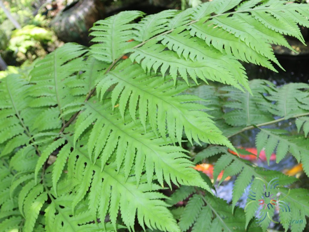 Untitled Tectaria sp.