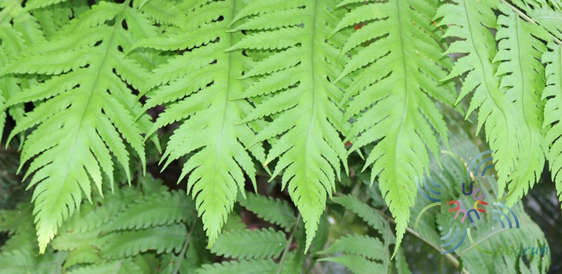 Untitled Tectaria sp.