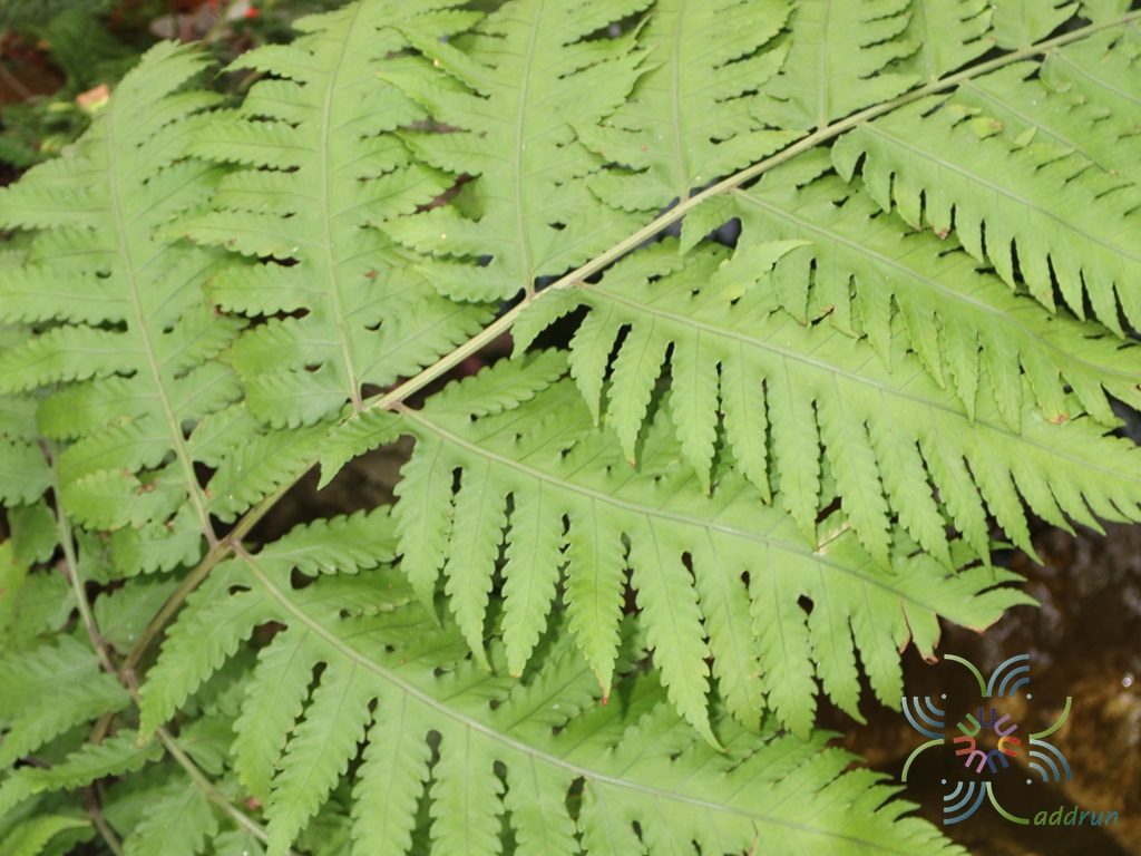 Untitled Tectaria sp.
