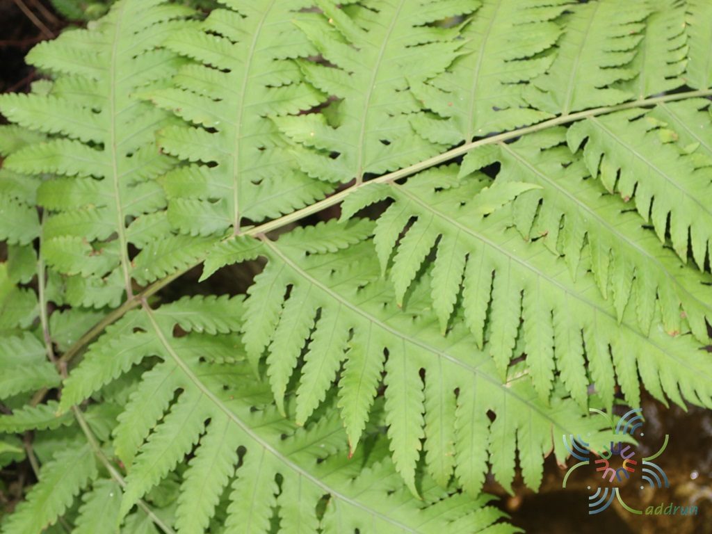 Untitled Tectaria sp.