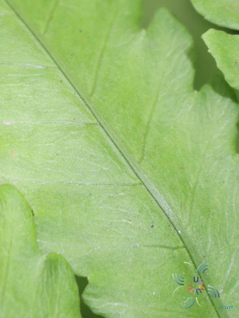 Untitled Tectaria sp.
