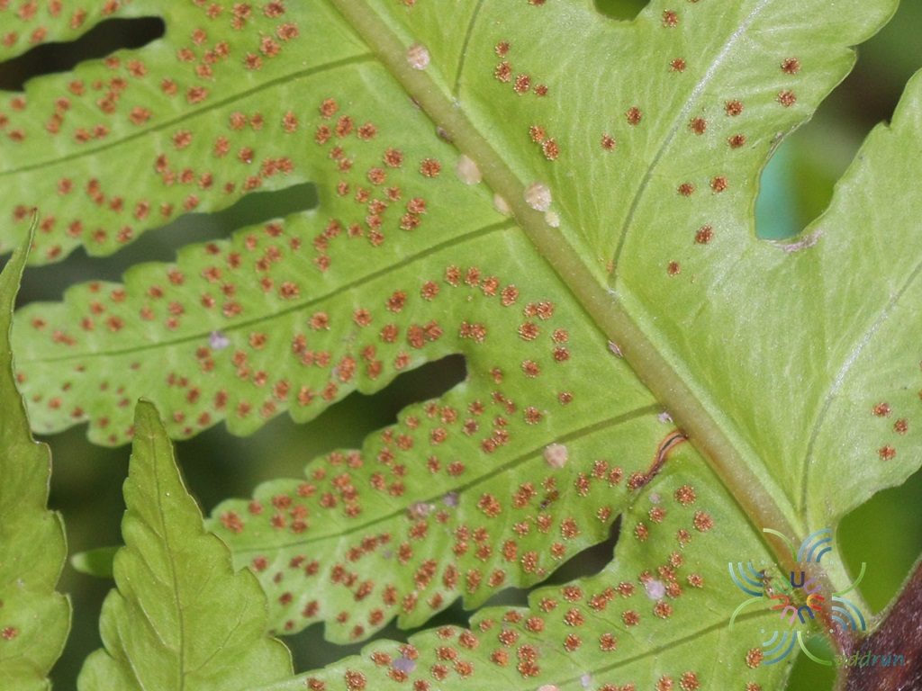 Untitled Tectaria sp.