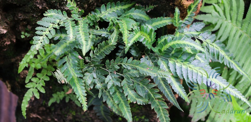 เฟินกระปรอกใบแฉก Phymatosorus longissimus (Blume) Pic. Serm.