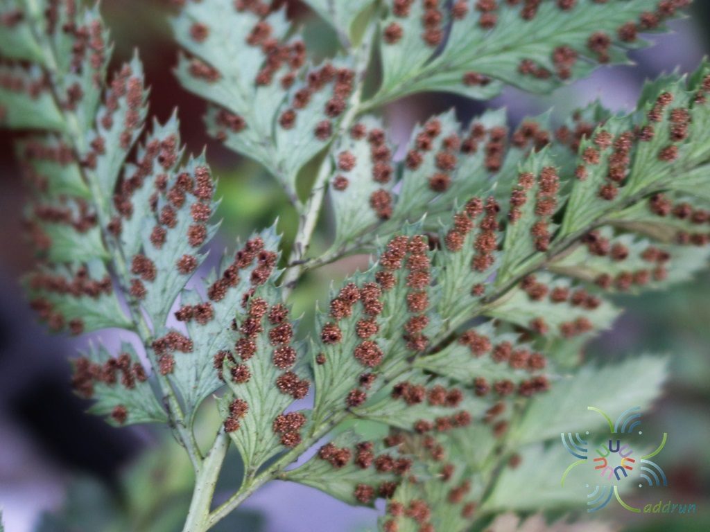 เฟินกระปรอกใบแฉก Phymatosorus longissimus (Blume) Pic. Serm.