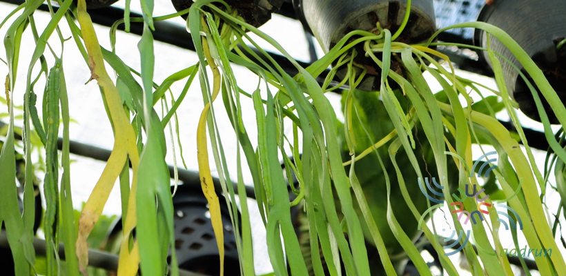 เฟินริบบิ้น Ophioglossum pendulum L.