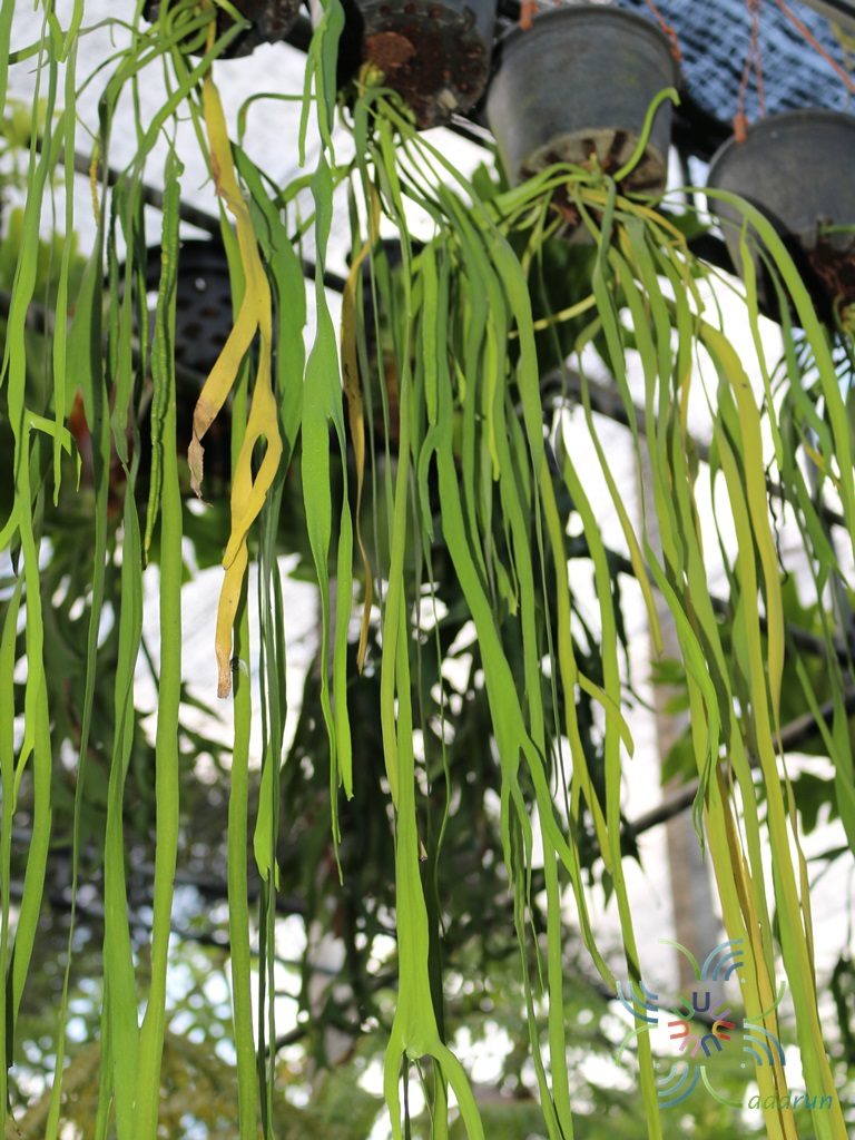 เฟินชายผ้าสีดาหูช้าง Platycerium holttumii de Jonch. & Hennipman