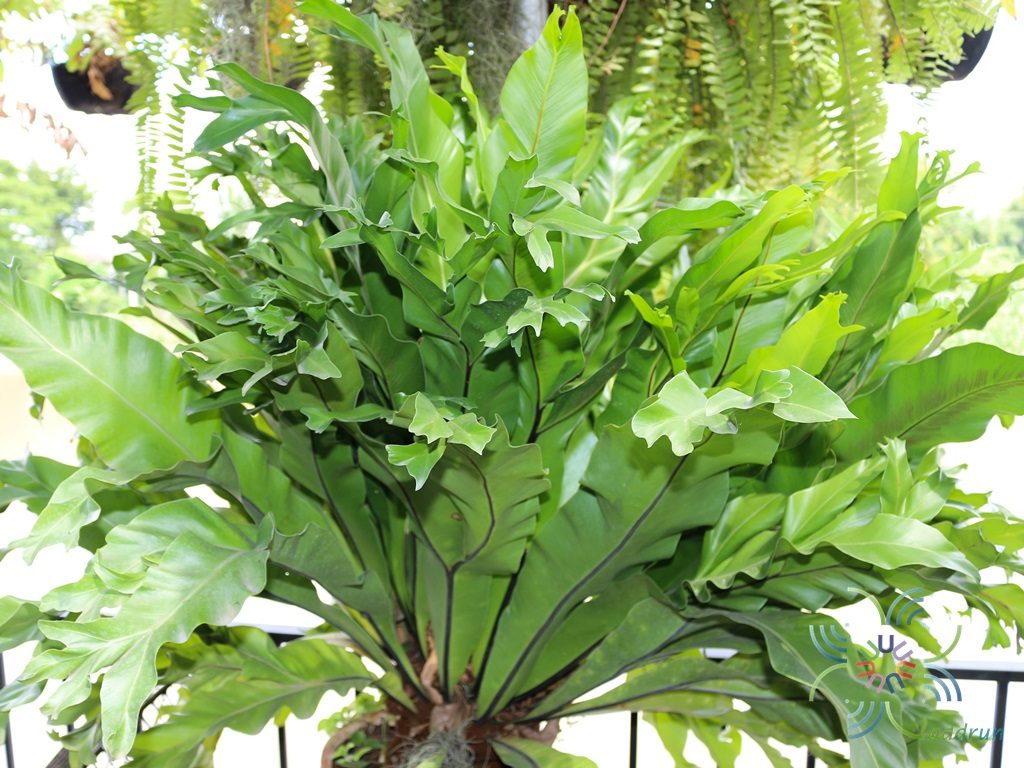 เฟินข้าหลวง #2 (ปลายแฉก) Asplenium nidus L.